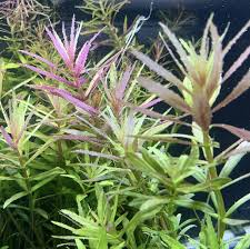 Image result for Limnophila