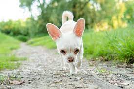White Chihuahua The Quintessential Supreme Toy Dog