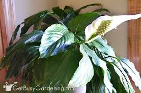 There is an optimal proportion of nutrients in this mix making it a healthy option for your peace lily. How To Care For A Peace Lily Plant Get Busy Gardening