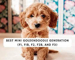 Ever Wonder What F1 F1b F1bb F2 F2b Or F3 Means For A Mini Goldendoodle Our Information Will Help You Dec Mini Goldendoodle Toy Goldendoodle Goldendoodle