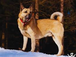 Image result for západosibiřská lajka