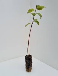 Image result for Goat Willow