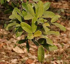 Image result for Sapindus