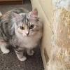 If your cat is dragging its bottom on the carpet, there's a chance your cat has worms. 1