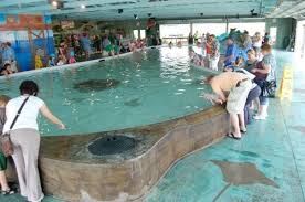 Columbus Zoo And Aquarium Stingray Bay Thrifty And Chic Mom Columbus Zoo Ohio Travel Columbus Ohio Zoo