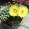 During the winter, you should reduce watering to only about once a month—just enough to keep the plant from shriveling up—and move your cactus to a cool spot, around 50° f, that has plenty of sunlight. Https Encrypted Tbn0 Gstatic Com Images Q Tbn And9gcsws8j37wfxepqenfyd0 Jd7obrnqqvcwoqonjbas8 Usqp Cau