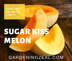 If the rind of the fruit is tinted green, it indicates that the fruit is unripe. Sugar Kiss Melon 10 Tricky Tips To Pick Ripe Melon Gardening Zeal