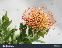 Image result for Leucospermum saxosum