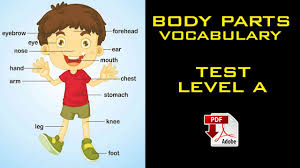 Kids body parts vocabulary picture flashcards. Body Parts Level A Pdf Vocabulary Exercise With Answers Easy English Lesson Youtube