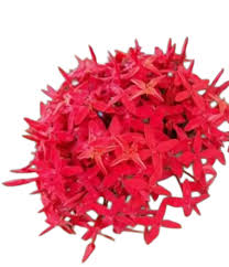 Image result for Ixora fastigiata