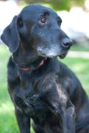 It's a lab thing puts labradors first, gives labrador rescues a voice and supports the. Rocky Mountain Labrador Retriever Rescue Adoptable Labs Labrador Retriver Rescue In Colorado Lab Dogs Dog Love Labrador Retriever