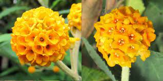 Buddleja Globosa Trees And Shrubs Online