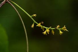 Image result for Dioscorea sylvatica