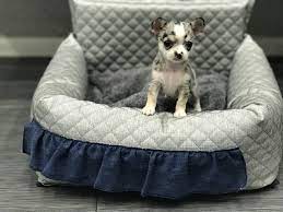 White paws and very playful. Bentley Tiny Tare Blue Merle Applehead Chihuahua Tiny Paws