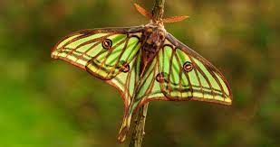 Mariposas Isabelinas Mariposa Luna Imagenes De Mariposas Mariposas