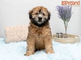 Soft coated wheaten terriers are exuberant greeters. A Soft Coated Wheaten Terrier Brings Home A Life Full Of Kisses Wagging Tails And Wet Noses Check Out All Our Available Pup Puppy Friends Puppies Dog Lovers