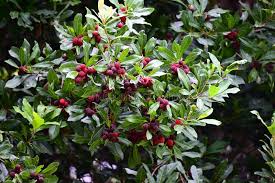 Image result for Myricaceae