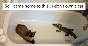 Vet says she's perfectly healthy, doesn't even have worms or fleas. 50 Of The Best I Don T Own A Cat Moments That Have Ever Happened To Humans Bored Panda