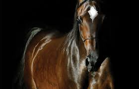 Stallion covering mare close up. On The Cover Botswana The Arabian Magazine