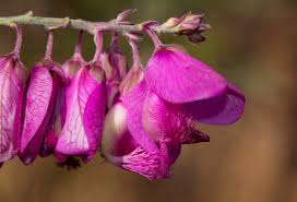 Image result for Polygala virgata
