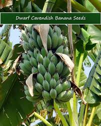 Image result for Musa Cavendish