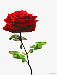 一枝红玫瑰png素材透明免抠图片-动植人物-三元素3png.com