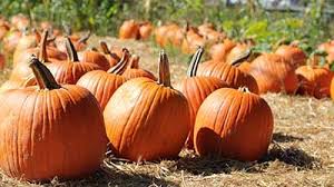 Some of the stuff has been composting for about 5 months. Pumpkins In The Garden Usu