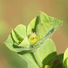 Image result for Mostuea hirsuta