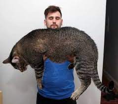 30 gigantic cats who aren t kittens anymore 子猫 ビッグキャット 大きい猫