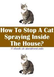 Pin On Cat Spray Remover Cleanses