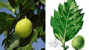 Daun sukun mengandung kalium, yang sangat berguna karena dapat menguraikan batu ginjal sehingga bisa larut dengan mudah dan keluar dari tubuh bersama dengan urine. Manfaat Daun Sukun Untuk Kesehatan Jantung Dan Batu Ginjal