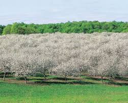 Some of the biggest names in the county—such as seaquist, lautenbach, and zettel—got their start with a modest grove of cherry trees, eventually making. The One Magical Place In Wisconsin To See Cherry Blossoms This Spring Magical Places Cherry Blossom Cherry Blooms