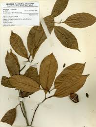 Image result for Myristicaceae