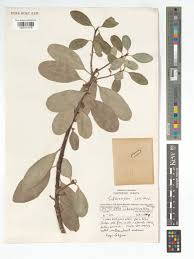 Image result for Sideroxylon inerme