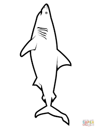 Dive into the ocean and discover our shark coloring pages ! Realistic Great White Shark Coloring Page Free Printable Coloring Pages Shark Coloring Pages Shark Coloring Shark Coloring Page