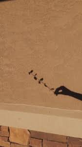 Light Brown Aesthetic Wallpaper Iphone 67 Ideas Brown Aesthetic Aesthetic Colors Beige Aesthetic