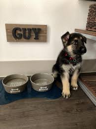 Essentially, the main purpose of the pads is to protect when your pup pees or poops on the pads, the liquid will be absorbed into the paper; Brought Home This Terrifying German Shepherd Yesterday Reddit Say Hello To Guy Http Ift Tt 2fqdbzf German Shepherd Puppies German Shepherd Dogs