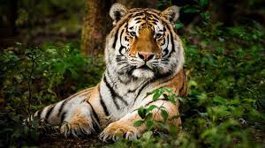 Tiger Hunting | Hunts Of The Past ...