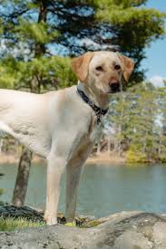 Pin On Yellow Lab Yellowlab
