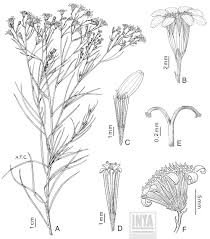 Image result for Octolepis