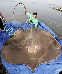Pembayaran mudah, pengiriman cepat & bisa cicil 0%. Ikan Pari Besar D Jumpai Page 2