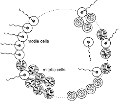 Maybe you would like to learn more about one of these? Cooperation And Conflict In The Evolution Of Multicellularity Heredity