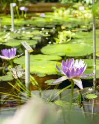 Botanischer garten potsdam jetzt 3 bewertungen & 64 bilder beim testsieger holidaycheck entdecken und direkt hotels nahe botanischer garten potsdam finden. Botanischer Garten Potsdam Fotografieren In Den Gewachshausern Potsdamomente