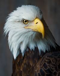 Bald Eagle | Lafayette, IN - Official ...