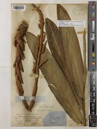 Image result for Aframomum spiroligulatum