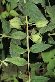 Image result for Melasma calycinum