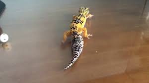 The female can lay multiple. 9 Reasons Why Your Leopard Gecko Is Chirping And Clicking Reptile Craze