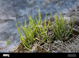 Image result for Asplenium loxoscaphoides