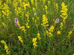 Image result for Galium verum