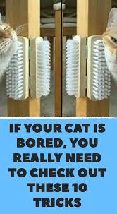 If Your Cat Is Bored You Really Need To Check Out These 10 Tricks Diy Cat Toys Cat Diy Diy Cat Tower
